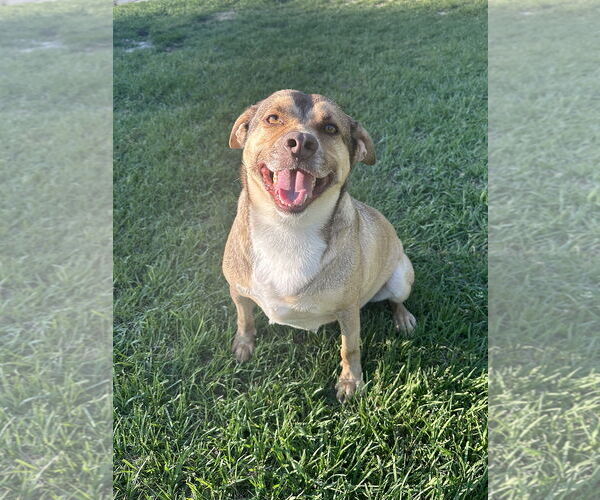 Medium Photo #3 Mutt Puppy For Sale in Eastman, GA, USA