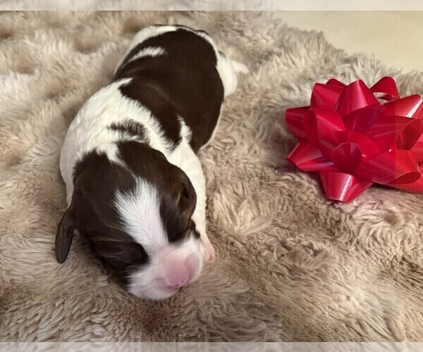 Medium Photo #1 English Springer Spaniel Puppy For Sale in TUALATIN, OR, USA