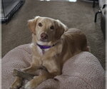 Small #10 Golden Labrador