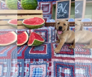 Labrador Retriever Puppy for sale in MAYSVILLE, GA, USA