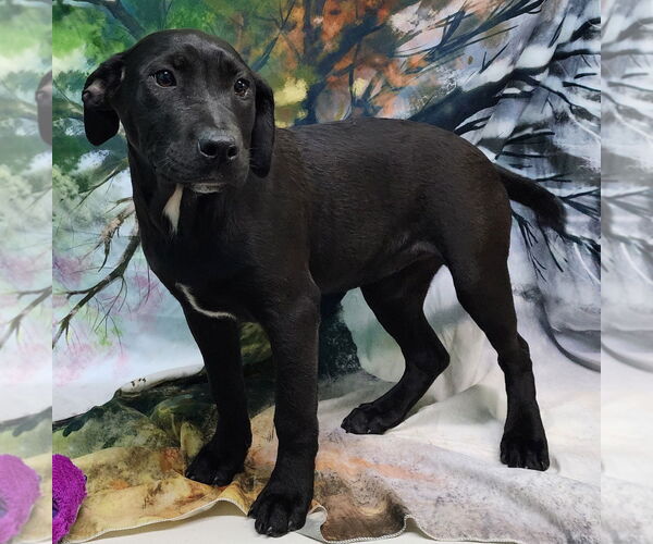 Medium Photo #2 Bulldog-Labrador Retriever Mix Puppy For Sale in Wetumpka, AL, USA