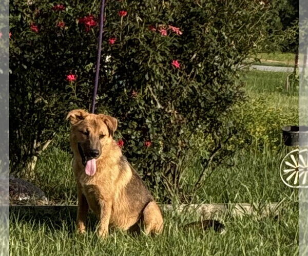Medium Photo #1 Golden Shepherd Puppy For Sale in Holly Hill, SC, USA