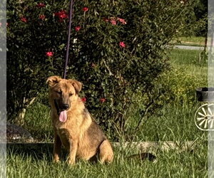 Golden Shepherd Dogs for adoption in Holly Hill, SC, USA