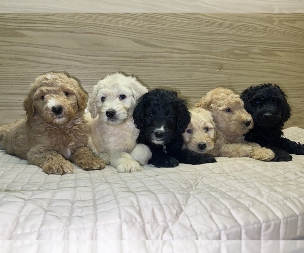 Medium Photo #6 Goldendoodle-Poodle (Standard) Mix Puppy For Sale in DETROIT, MI, USA