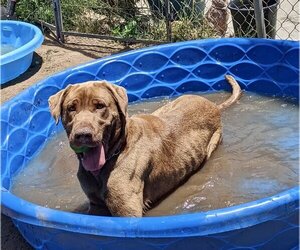 Delilah - Female Chesapeake Bay Retriever Dog for Adoption - Photo #10