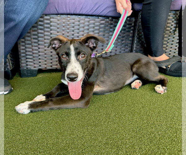 Medium Photo #2 American Staffordshire Terrier-Unknown Mix Puppy For Sale in Gilberts, IL, USA