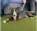 Small Photo #2 American Staffordshire Terrier-Unknown Mix Puppy For Sale in Gilberts, IL, USA