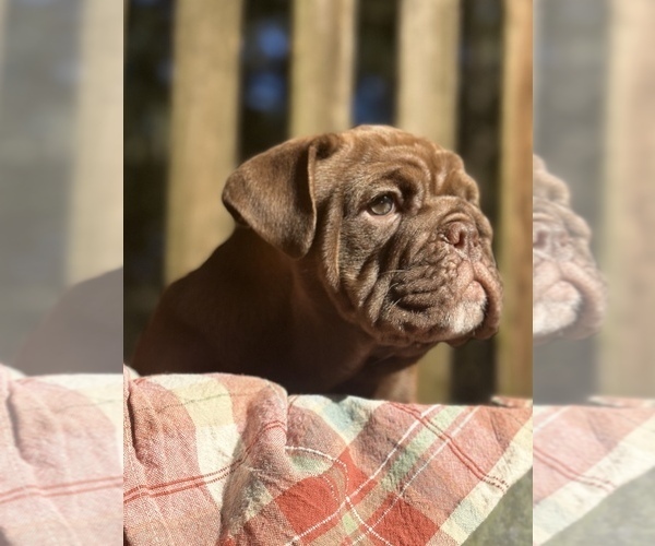 Full screen Photo #6 Bulldog Puppy For Sale in FORT WHITE, FL, USA