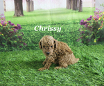 Small Photo #8 Poodle (Toy) Puppy For Sale in CHANUTE, KS, USA