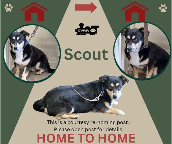 Medium Photo #1 Mutt Puppy For Sale in Lindsay, CA, USA