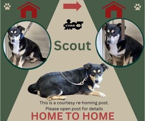 Mutt Dogs for adoption in Lindsay, CA, USA