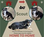 Scout *Home 2 Home* - Male Mutt Dog for Adoption - Small photo