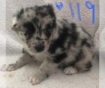 Small Photo #6 Australian Shepherd Puppy For Sale in SUNNYVALE, CA, USA