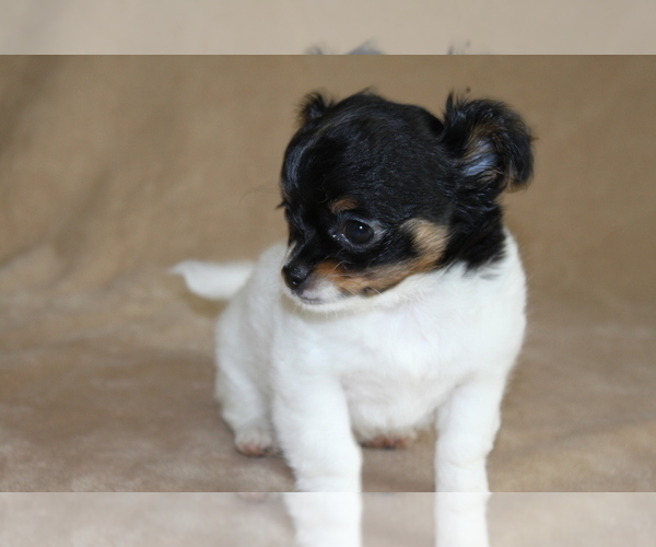 Medium Photo #4 Chihuahua Puppy For Sale in HUDSONVILLE, MI, USA