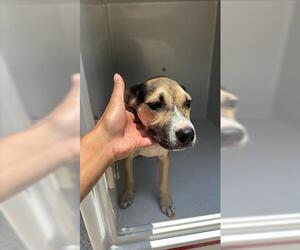 Beagle-Unknown Mix Dogs for adoption in Houston, TX, USA