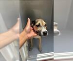 Small Beagle Mix