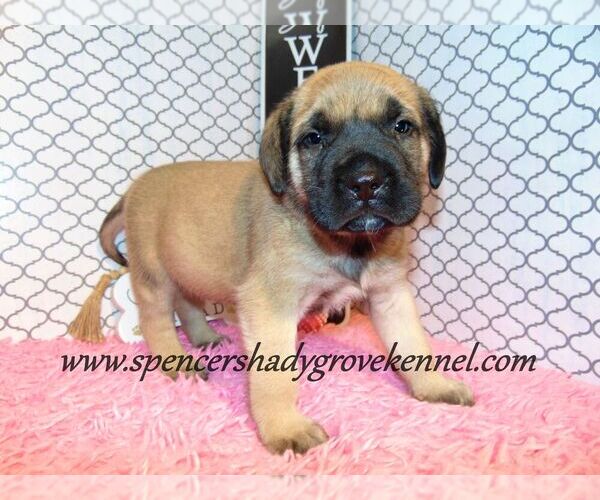 Medium Photo #8 Mastiff Puppy For Sale in CABOOL, MO, USA