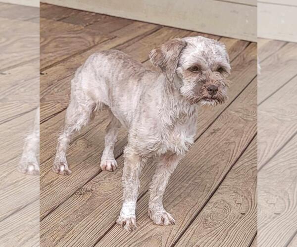 Medium Photo #4  Puppy For Sale in , 