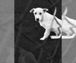 Small #3 Pembroke Welsh Corgi Mix