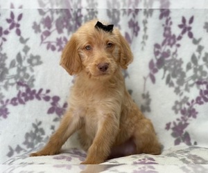 Labradoodle Puppy for sale in LAKELAND, FL, USA