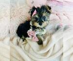 Small #18 Morkie
