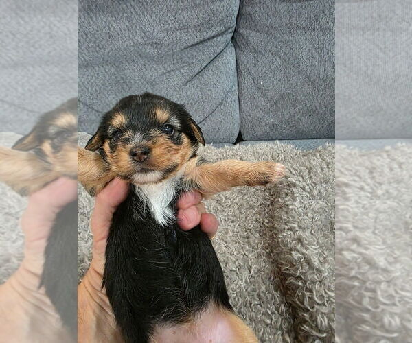 Medium Photo #5 Yorkshire Terrier Puppy For Sale in ALEXANDER CITY, AL, USA