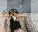 Litter of 3 - Male(s) and Female(s) Yorkshire TerrierLitter of Puppies for Sale - Photo #5