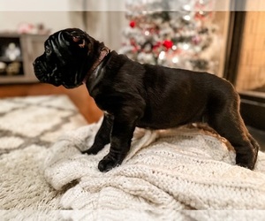 Cane Corso Puppy for sale in STOKESDALE, NC, USA