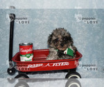Small Photo #13 Poodle (Toy) Puppy For Sale in SANGER, TX, USA