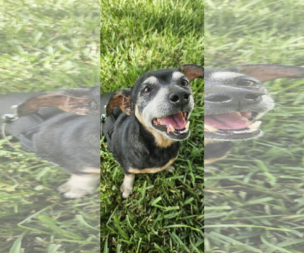 Medium Photo #3 Chiweenie Puppy For Sale in Fruitland, SC, USA