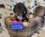 Puppy Gemma Dachshund