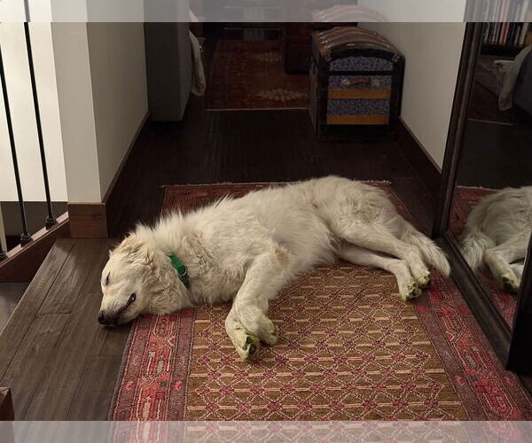 Medium Photo #2 Great Pyrenees Puppy For Sale in Missoula, MT, USA