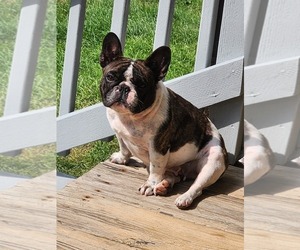 Mother of the French Bulldog puppies born on 07/10/2025