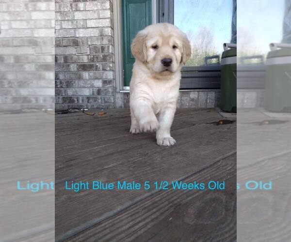 Medium Photo #1 Labrador Retriever Puppy For Sale in CUSTER, WI, USA