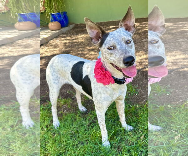 Medium Photo #2 Mutt Puppy For Sale in Phoenix, AZ, USA