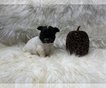 Small Photo #37 Shiranian Puppy For Sale in HAYWARD, CA, USA
