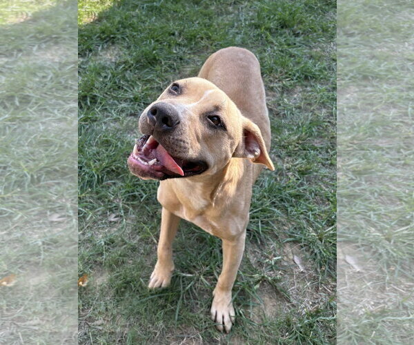 Medium Photo #3 American Pit Bull Terrier-Unknown Mix Puppy For Sale in Wetumpka, AL, USA