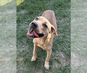 261429  Phoebe - Female American Pit Bull Terrier-Unknown Mix Dog for Adoption - Photo #3