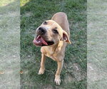 Small Photo #3 American Pit Bull Terrier-Unknown Mix Puppy For Sale in Wetumpka, AL, USA