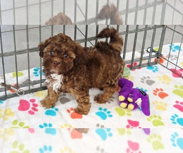Medium Photo #2 ShihPoo Puppy For Sale in ORO VALLEY, AZ, USA