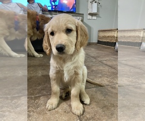 Golden Retriever Puppy for sale in MESA, AZ, USA