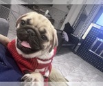 Small Photo #5 Pug Puppy For Sale in LITTLE FALLS, NJ, USA