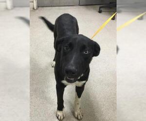Borador Dogs for adoption in Riverside, CA, USA