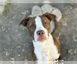 Mutt Dogs for adoption in Tulsa, OK, USA