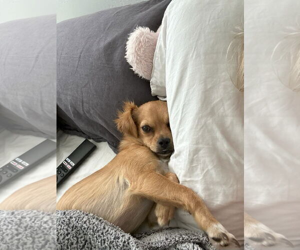 Medium Photo #2 Chihuahua-Unknown Mix Puppy For Sale in San Diego, CA, USA