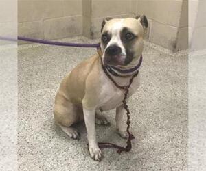 Mutt Dogs for adoption in Conroe, TX, USA