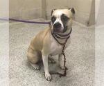 HUNNY - Female Mutt Dog for Adoption - Small photo