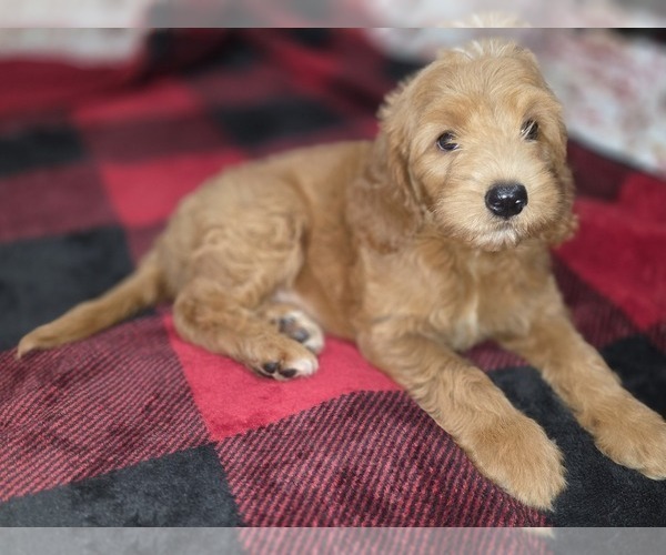 Medium Photo #1 Goldendoodle Puppy For Sale in DUBLIN, TX, USA