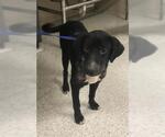 Small Labrador Retriever Mix