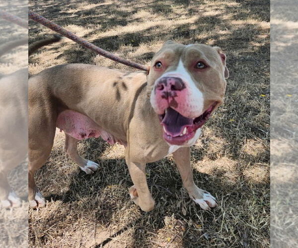 Medium Photo #1 Boxer-Unknown Mix Puppy For Sale in Euless, TX, USA